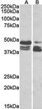 Perilipin 3 antibody, orb167692, Biorbyt, Western Blot image 
