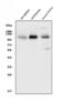 Selectin P Ligand antibody, A03674-4, Boster Biological Technology, Western Blot image 