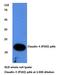 Claudin 4 antibody, A03683-1, Boster Biological Technology, Western Blot image 