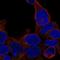 Zinc Finger Protein 747 antibody, HPA069173, Atlas Antibodies, Immunofluorescence image 