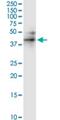 RUN Domain Containing 3A antibody, H00010900-M01, Novus Biologicals, Western Blot image 