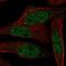 RAB8B, Member RAS Oncogene Family antibody, HPA074534, Atlas Antibodies, Immunofluorescence image 