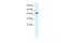 REST Corepressor 3 antibody, PA5-40829, Invitrogen Antibodies, Western Blot image 