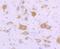 Fragile X Mental Retardation 1 antibody, NBP2-66848, Novus Biologicals, Immunohistochemistry paraffin image 