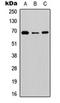 Heterogeneous Nuclear Ribonucleoprotein L Like antibody, orb234744, Biorbyt, Western Blot image 