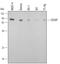 CD2 Associated Protein antibody, AF4474, R&D Systems, Western Blot image 
