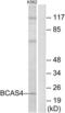 Breast Carcinoma Amplified Sequence 4 antibody, LS-C119792, Lifespan Biosciences, Western Blot image 