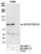 General Transcription Factor IIIC Subunit 3 antibody, A301-238A, Bethyl Labs, Immunoprecipitation image 