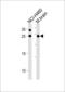 RAB3C, Member RAS Oncogene Family antibody, LS-C203967, Lifespan Biosciences, Western Blot image 