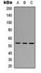 Tripartite Motif Containing 38 antibody, LS-C358374, Lifespan Biosciences, Western Blot image 