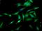 Heat Shock Transcription Factor 1 antibody, NBP2-42205, Novus Biologicals, Immunofluorescence image 