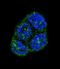 FAS antibody, LS-C166052, Lifespan Biosciences, Immunofluorescence image 
