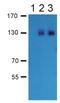 Gamma-Aminobutyric Acid Type B Receptor Subunit 2 antibody, LS-C112415, Lifespan Biosciences, Western Blot image 