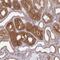 Sorting Nexin 8 antibody, NBP2-31672, Novus Biologicals, Immunohistochemistry paraffin image 