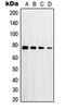 Protein Kinase C Delta antibody, LS-C352716, Lifespan Biosciences, Western Blot image 