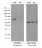 Thymine DNA Glycosylase antibody, LS-C799021, Lifespan Biosciences, Western Blot image 