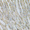 Adaptor Related Protein Complex 2 Subunit Beta 1 antibody, 18-434, ProSci, Immunohistochemistry frozen image 