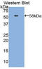 Netrin 1 antibody, LS-C300125, Lifespan Biosciences, Western Blot image 