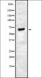 YY1 Transcription Factor antibody, orb337017, Biorbyt, Western Blot image 