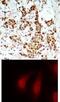 Ribosomal Protein S6 Kinase A1 antibody, 79-148, ProSci, Immunohistochemistry frozen image 