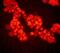 ATM Serine/Threonine Kinase antibody, ab32420, Abcam, Immunofluorescence image 