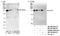 SIN3 Transcription Regulator Family Member A antibody, NB100-2252, Novus Biologicals, Western Blot image 