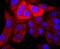 S100 Calcium Binding Protein P antibody, NBP2-67128, Novus Biologicals, Immunofluorescence image 