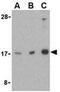 Ras Homolog, MTORC1 Binding antibody, ab25873, Abcam, Western Blot image 