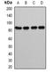 Glutaminyl-TRNA Synthetase antibody, orb341205, Biorbyt, Western Blot image 