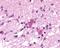 Neuromedin B Receptor antibody, PA1-32821, Invitrogen Antibodies, Immunohistochemistry frozen image 