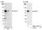 UTP3 Small Subunit Processome Component antibody, NBP1-19108, Novus Biologicals, Western Blot image 