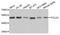 DNA Polymerase Delta 2, Accessory Subunit antibody, A06147, Boster Biological Technology, Western Blot image 