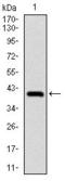 NEDD8 Ubiquitin Like Modifier antibody, GTX60546, GeneTex, Western Blot image 