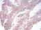 Sphingosine Kinase 2 antibody, NBP2-52567, Novus Biologicals, Immunohistochemistry paraffin image 