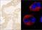 ABL Proto-Oncogene 1, Non-Receptor Tyrosine Kinase antibody, A301-661A, Bethyl Labs, Immunohistochemistry frozen image 
