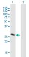 Ecotropic Viral Integration Site 2A antibody, H00002123-B01P, Novus Biologicals, Western Blot image 