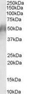 CD2 Cytoplasmic Tail Binding Protein 2 antibody, PA5-18286, Invitrogen Antibodies, Western Blot image 