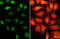 ESET antibody, GTX110219, GeneTex, Immunocytochemistry image 