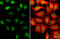 SET Domain Bifurcated Histone Lysine Methyltransferase 1 antibody, GTX110219, GeneTex, Immunocytochemistry image 