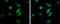 IL2 Inducible T Cell Kinase antibody, GTX113217, GeneTex, Immunofluorescence image 
