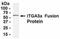 Integrin Subunit Alpha 3 antibody, NB100-75266, Novus Biologicals, Western Blot image 