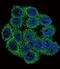 Inhibin Subunit Alpha antibody, PA5-13681, Invitrogen Antibodies, Immunofluorescence image 