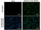 Dengue virus antibody, GTX124247, GeneTex, Immunocytochemistry image 