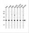 Hydroxysteroid 17-Beta Dehydrogenase 10 antibody, M03844-1, Boster Biological Technology, Western Blot image 