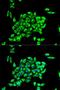Putative endoplasmin-like protein antibody, orb136692, Biorbyt, Immunofluorescence image 