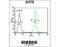 Cyclin Dependent Kinase 8 antibody, orb216058, Biorbyt, Flow Cytometry image 