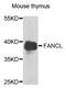 FA Complementation Group L antibody, PA5-76199, Invitrogen Antibodies, Western Blot image 