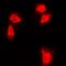 Nuclear Factor Kappa B Subunit 2 antibody, orb214309, Biorbyt, Immunocytochemistry image 