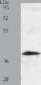 SSR2 antibody, TA321272, Origene, Western Blot image 