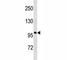 Androgen Receptor antibody, F40398-0.4ML, NSJ Bioreagents, Western Blot image 